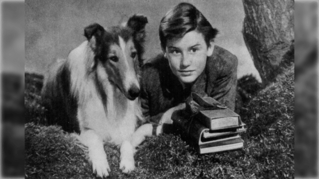 Collie history: Lassie pictured with Roddy McDowell in the movie “Lassie Come Home”, c. 1943.