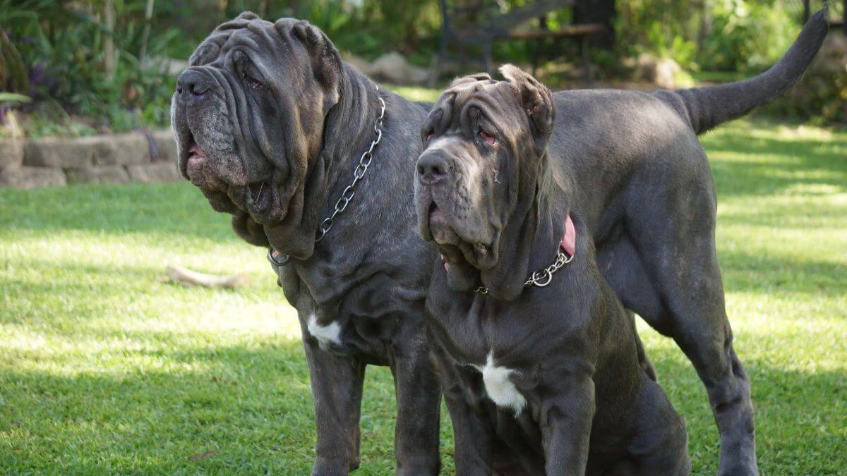 Neapolitan mastiff orders images