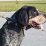 Bluetick Coonhound