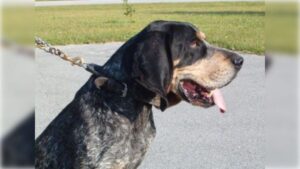 Bluetick Coonhound