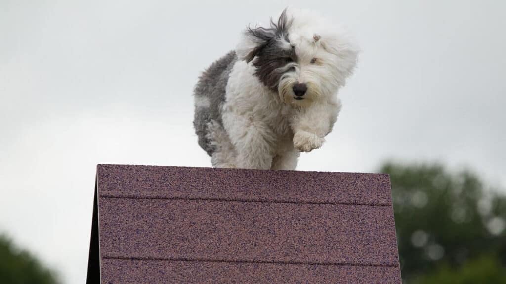Old English Sheepdog