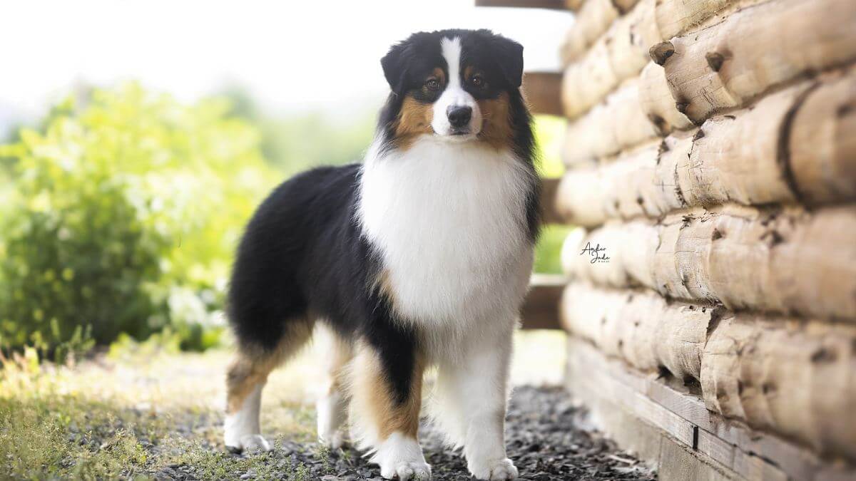 Australian Shepherd