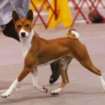 Basenji