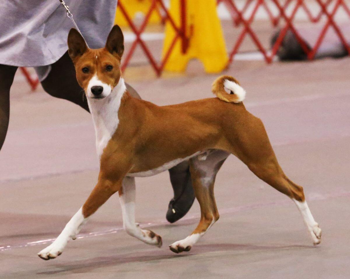 Basenji