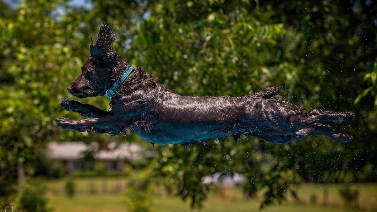 Boykin Spaniel