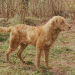 Chesapeake Bay Retriever