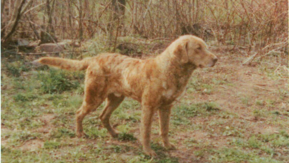 Chesapeake Bay Retriever