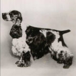 English Cocker Spaniel