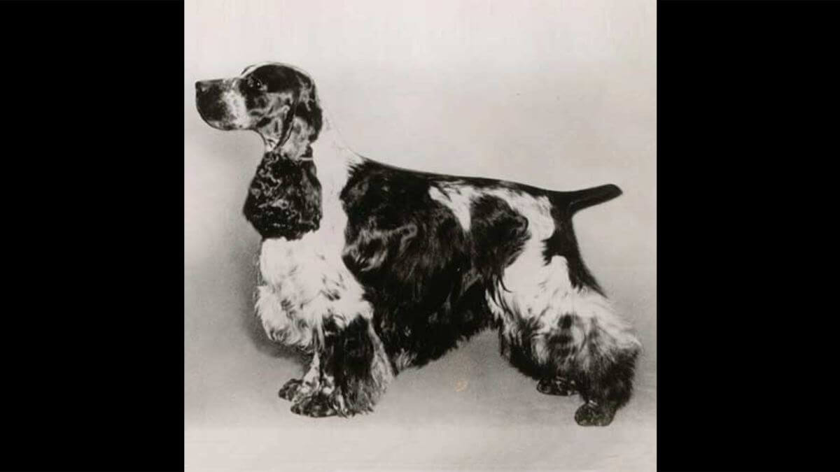 English Cocker Spaniel