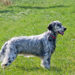 English Setter