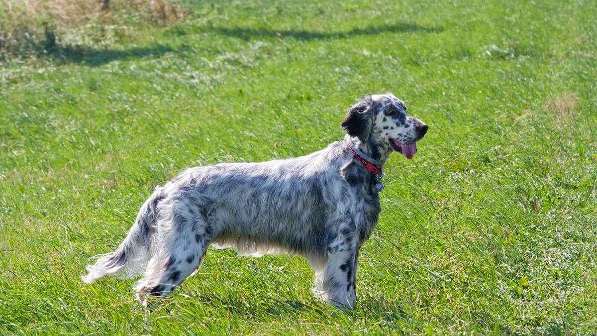 English Setter