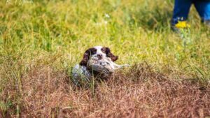 English Springer Spaniel