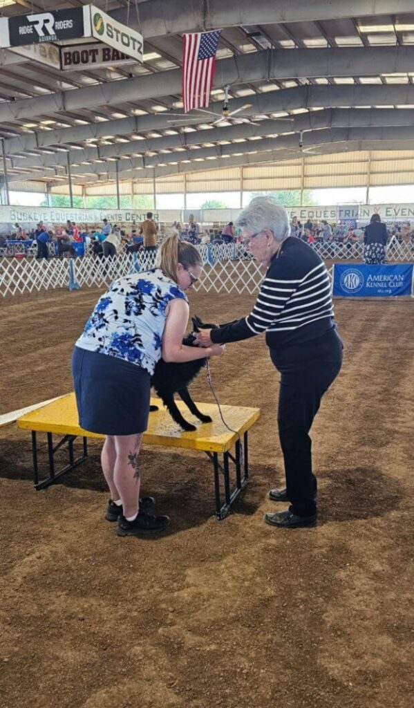 Arrowhead Kennel Club 2024 Dog Show