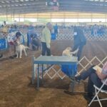 Arrowhead Kennel Club 2024 Dog Show