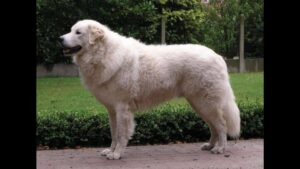 Kuvasz