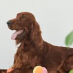 Setter on Dog Bed. Side view portrait of beautiful Irish setter dog lying on dog bed in minimal home setting, copy space