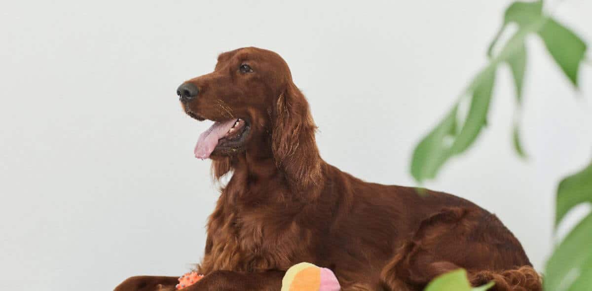 Setter on Dog Bed. Side view portrait of beautiful Irish setter dog lying on dog bed in minimal home setting, copy space