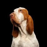 Bracco Italiano Pointer Dog on Black Background. Portrait of Bracco Italiano Pointer Dog with Funny Face Looking up on Black Background