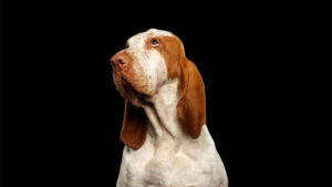 Bracco Italiano Pointer Dog on Black Background. Portrait of Bracco Italiano Pointer Dog with Funny Face Looking up on Black Background