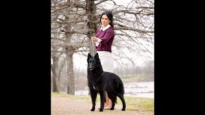 Belgian Sheepdog