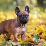 Red french bulldog dog posing outdoors in autumn