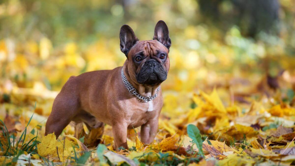 Red french bulldog dog posing outdoors in autumn