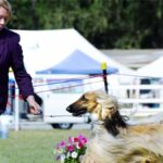 Perfect teamwork handler and Afghan Hound in dog show ring. This image was taken at the annual Boonah Agricultural ANKC Champion Dog Show, Queensland, Australia. 5 110