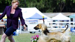 Perfect teamwork handler and Afghan Hound in dog show ring. This image was taken at the annual Boonah Agricultural ANKC Champion Dog Show, Queensland, Australia. 5 110