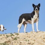 Canaan Dog