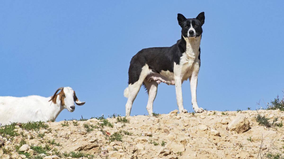 Canaan Dog