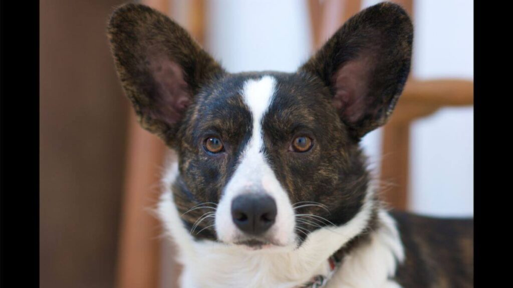 Cardigan Welsh Corgi