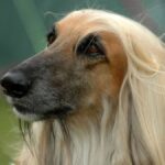 Afghan Hound