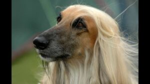 Afghan Hound