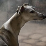 The young whippet standing at dirty entry glass door