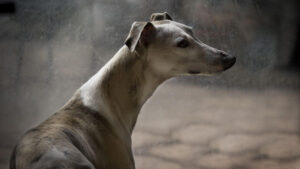 The young whippet standing at dirty entry glass door