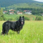 Belgian Sheepdog