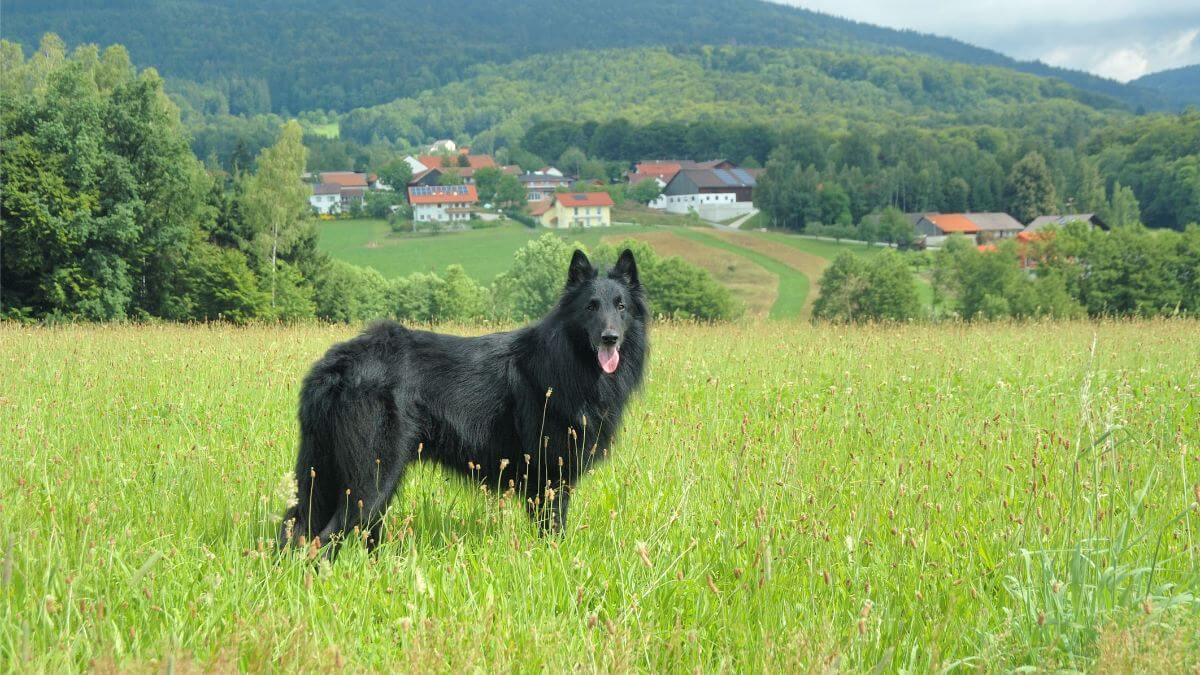 Belgian Sheepdog