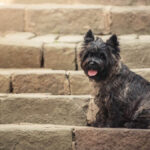 Cairn Terrier sitting at old staircase in Szentendre, summer