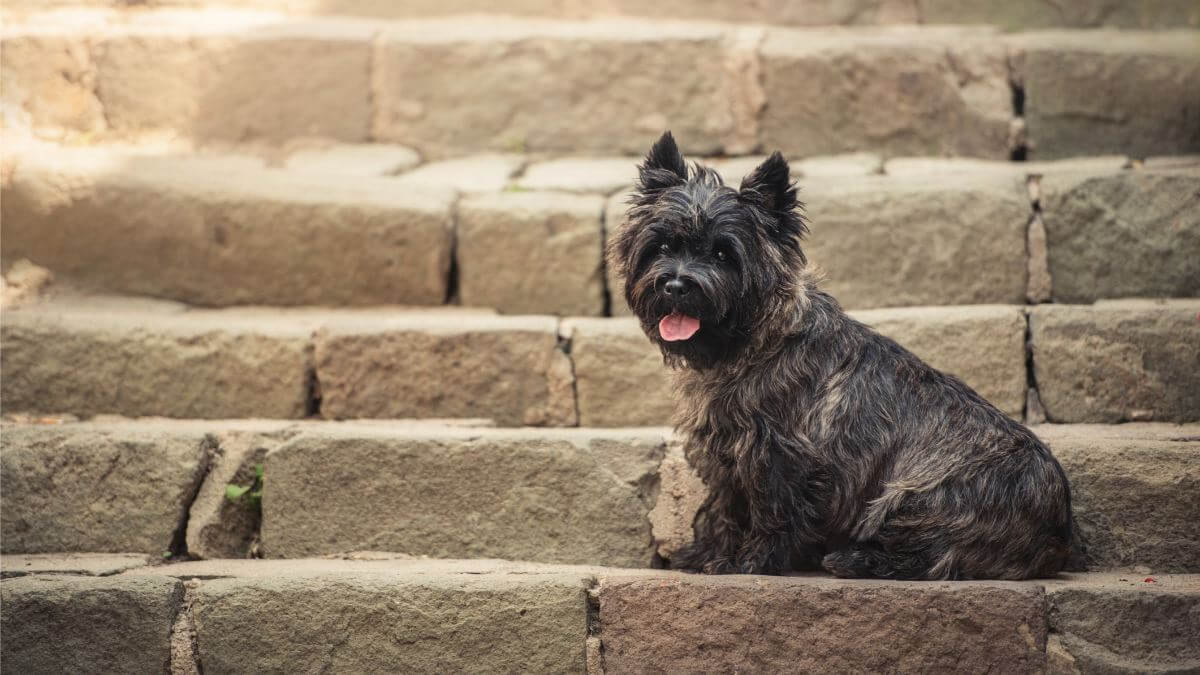 Cairn Terrier sitting at old staircase in Szentendre, summer