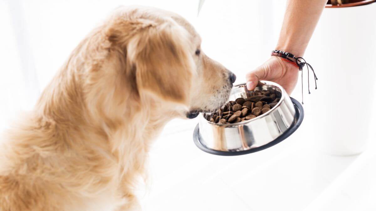 cropped view of man feeding funny golden retriever with dog food