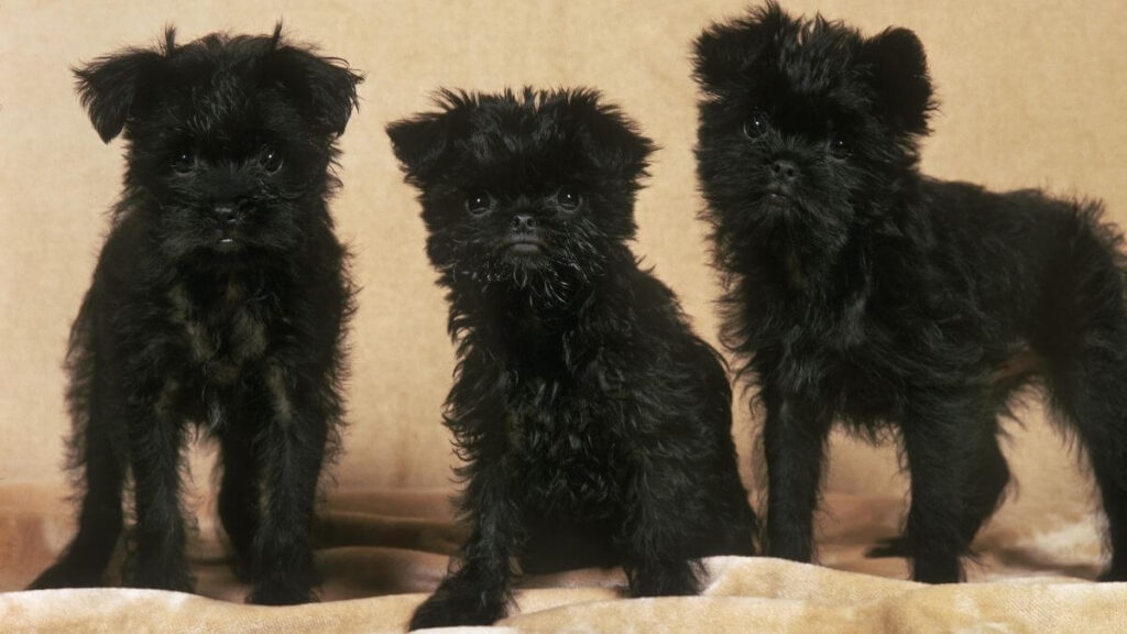 Affenpinscher Dog, Pup sitting black