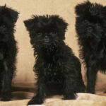 Affenpinscher Dog, Pup sitting black