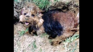 Norfolk Terrier