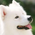 White dog. Adult samoyed in the park with smiling face