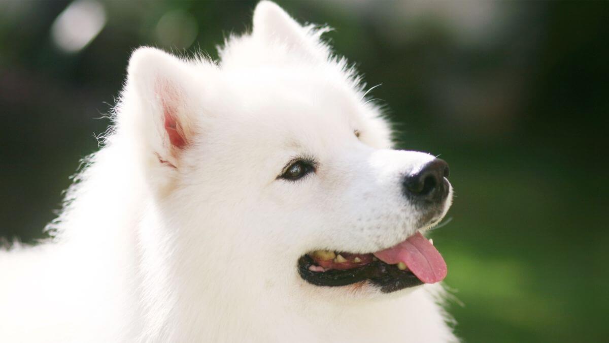 White dog. Adult samoyed in the park with smiling face