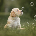 Small newborn puppy, one month old Golden Retriever sitting in the park in nature in summer