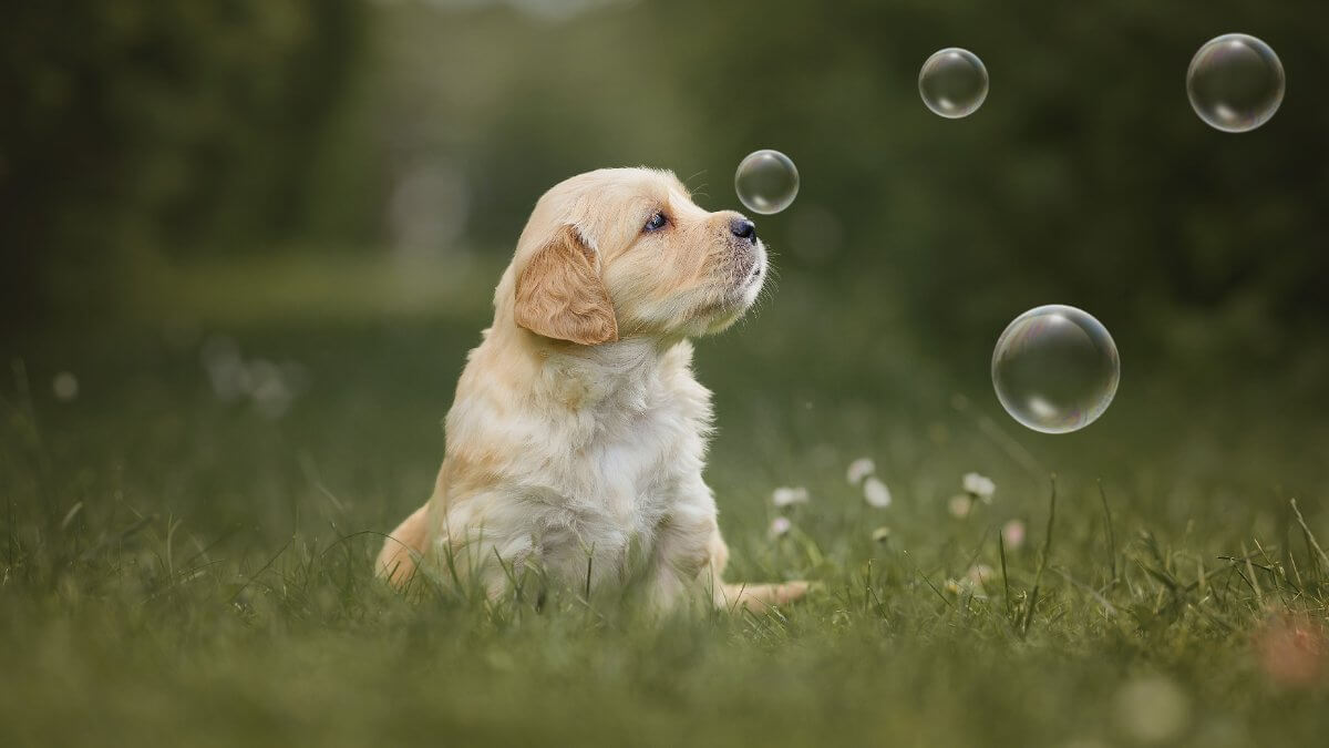 Small newborn puppy, one month old Golden Retriever sitting in the park in nature in summer