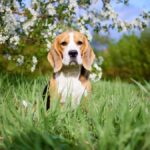 The beagle dog is sitting on the grass in the park near a blooming apple tree. Spring background. Vertical orientation.