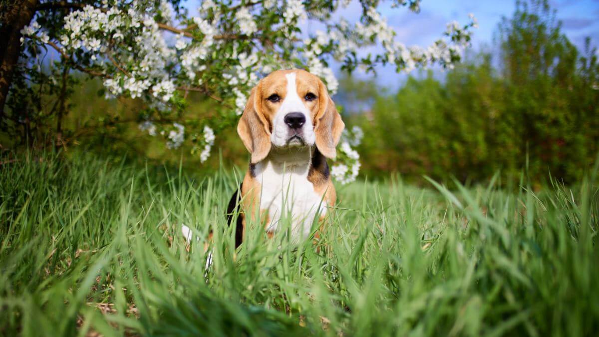 The beagle dog is sitting on the grass in the park near a blooming apple tree. Spring background. Vertical orientation.