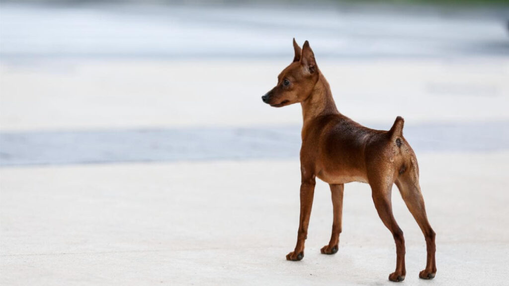 Miniature Pinscher